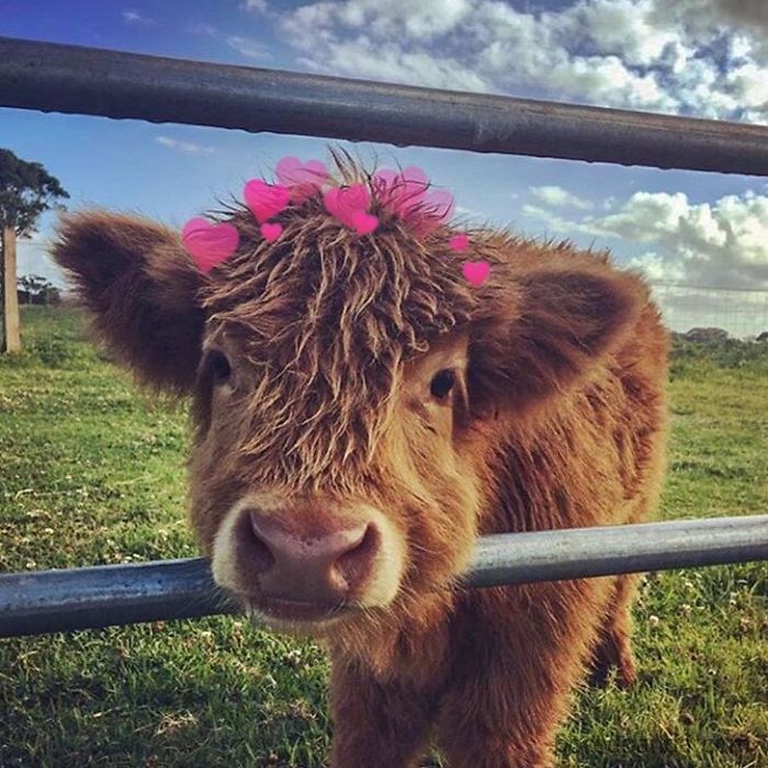 baby calf with pink hearts 