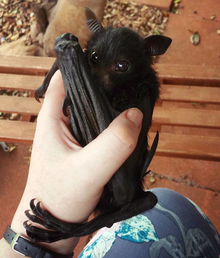 Shy Baby Bat