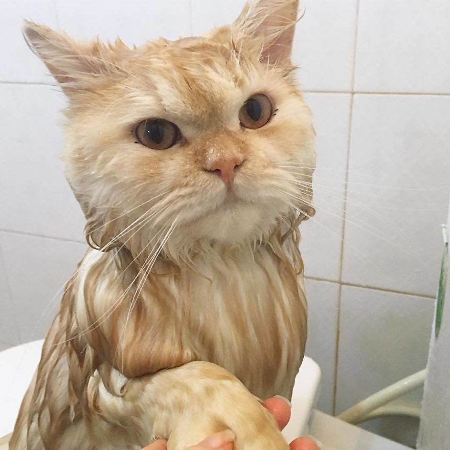 Meet Meepo, The Crazy Cat Who Loves Taking Showers
