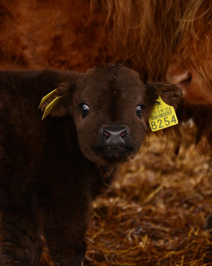 brown baby calf with a tag on its ear 