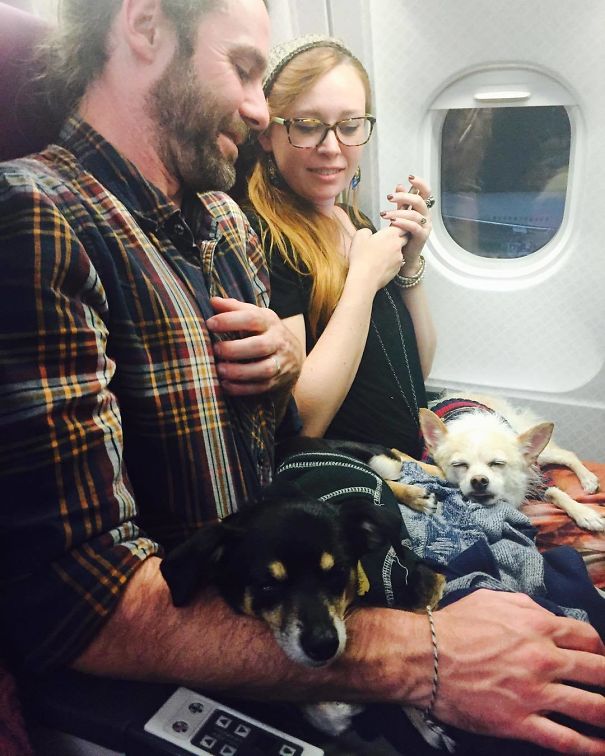 Dogs On A Plane. Well I've Never Seen That Before