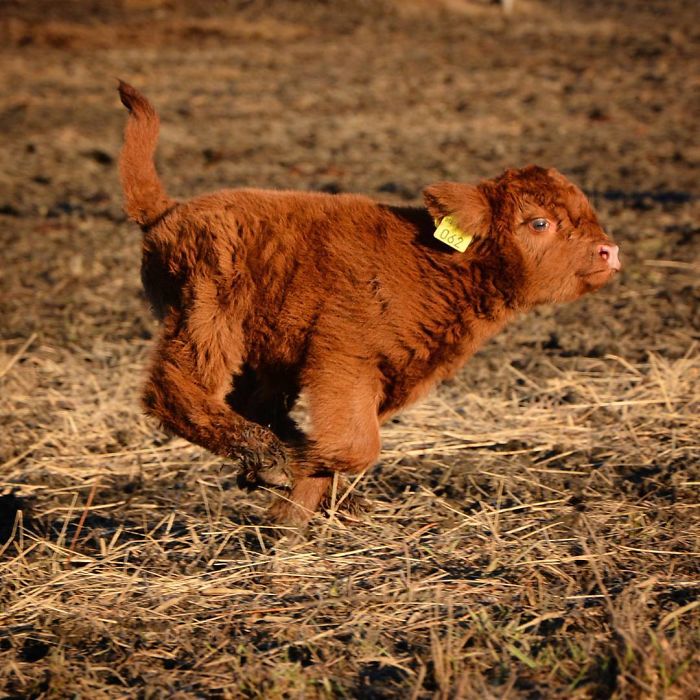 brown baby calf running 