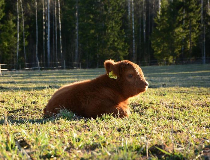 baby calf chilling in the morning sun 