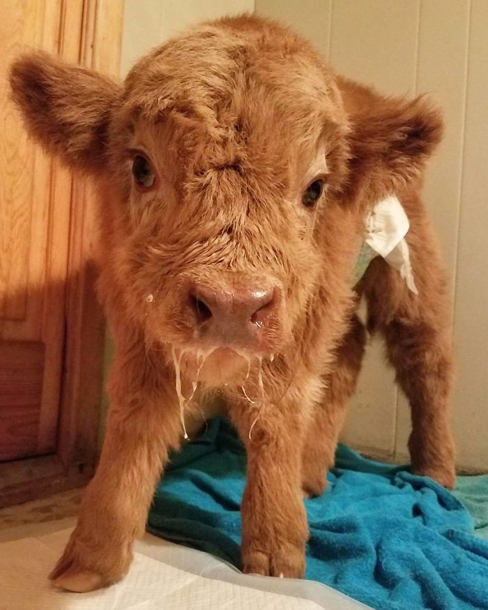 brown baby calf after drinking milk 