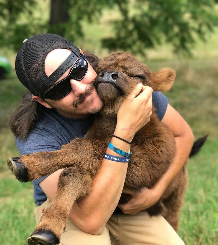 man hugging brown calf 