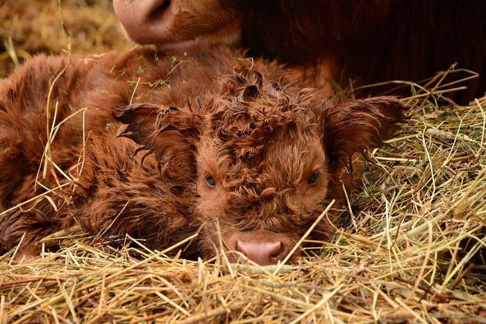 Cute-Baby-Highland-Cattle-Calves