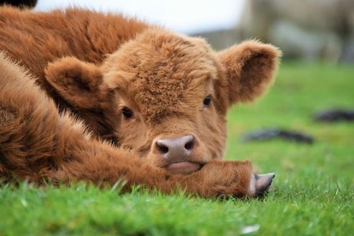 brown calf lying on the grass 