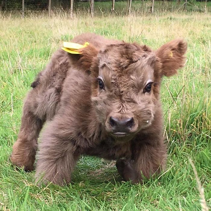 brown calf standing on the grass 