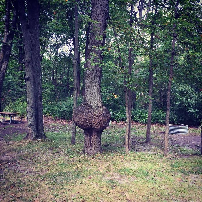 63 Trees That Look Like Something Else And Will Make You Look Twice | Bored Panda
