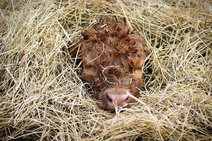 baby calf snuggling in the hay 