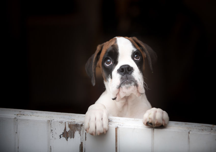 10 Cute Boxer Pup Watching The Rain Shots