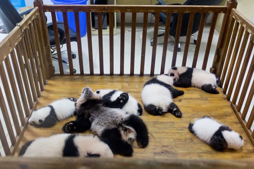 Panda Cubs Photographed By A Wildlife Photographer Dafna Ben Nun