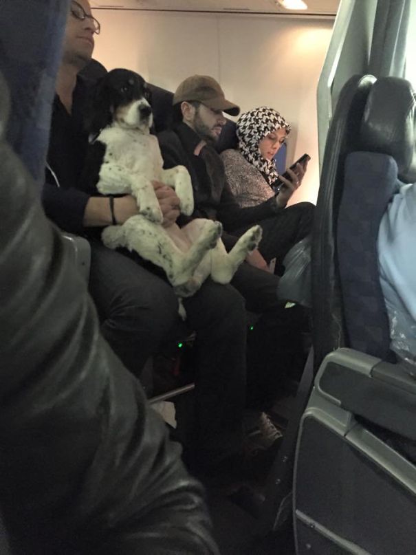 Seen On Return Flight From Sxsw: Dog On A Plane.