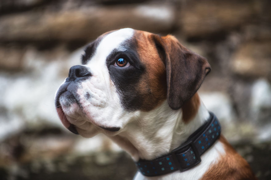 10 Cute Boxer Pup Watching The Rain Shots