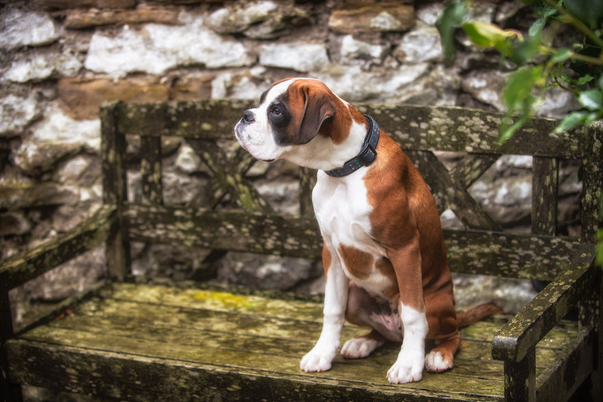 10 Cute Boxer Pup Watching The Rain Shots