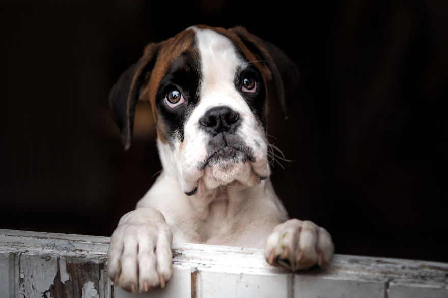 10 Cute Boxer Pup Watching The Rain Shots