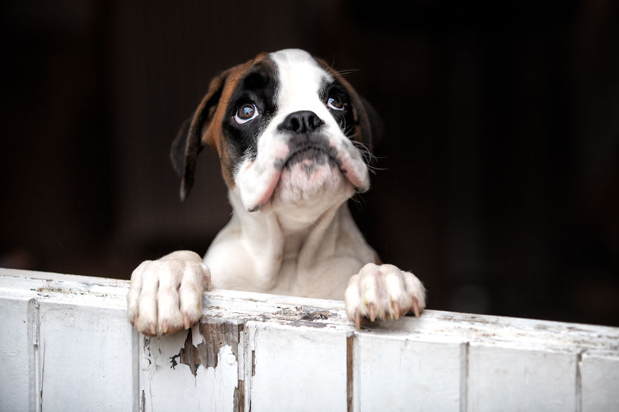10 Cute Boxer Pup Watching The Rain Shots
