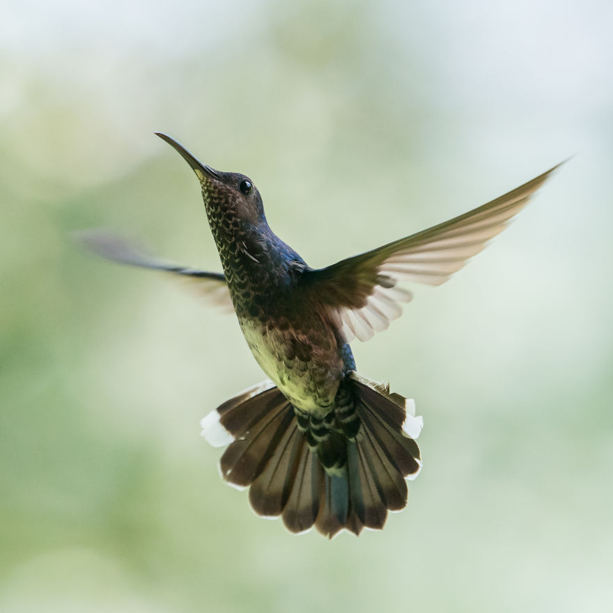 How To Photograph Hummingbirds