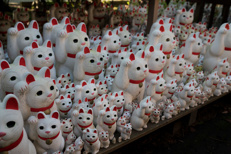 My Report From The Lucky Cats' Homeland