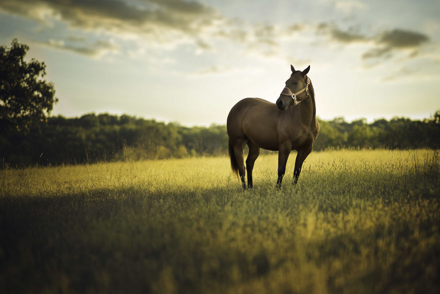 10+ Photos Showing What Happens When A Portrait Photographer Is Asked To Photograph A Horse