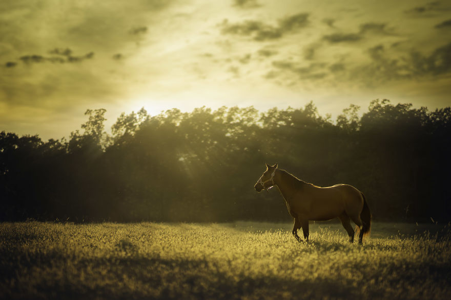 10+ Photos Showing What Happens When A Portrait Photographer Is Asked To Photograph A Horse