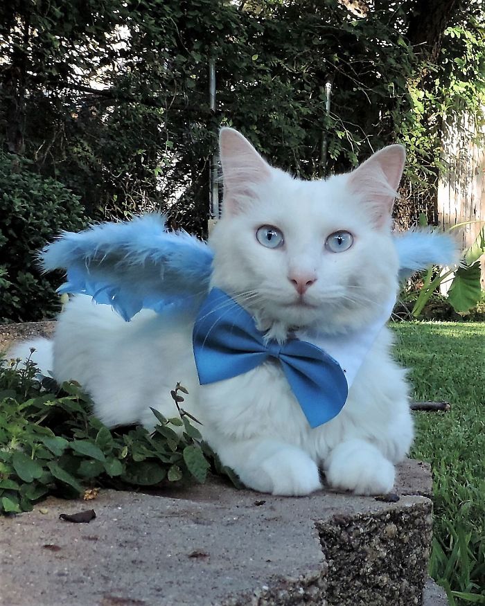 This Cat Has A Bigger Wardrobe Than His Owner