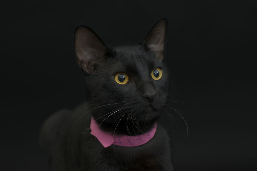 I Photographed Black Cats For Halloween