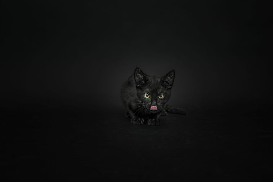 I Photographed Black Cats For Halloween
