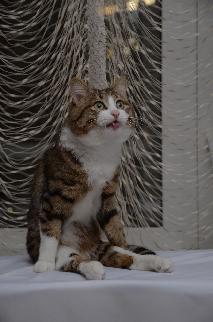 Rexie The Cat-King Of Bleps And Tongue Tricks