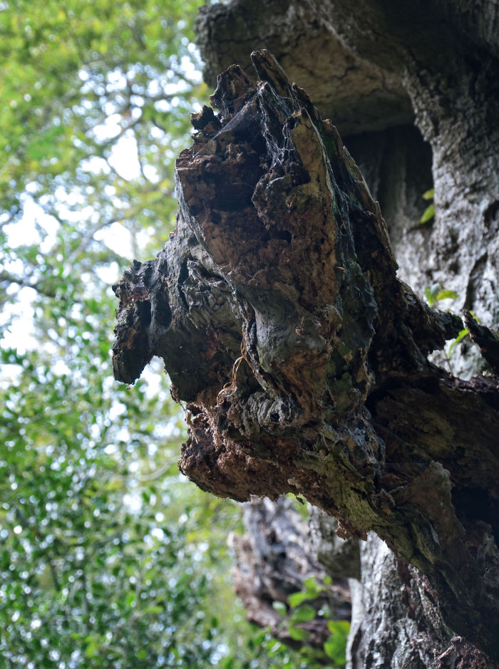The Ent, In The Savernake Forest