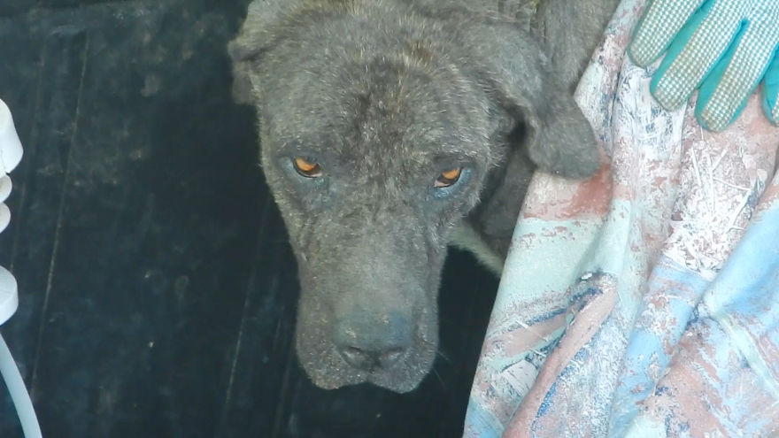 Dog Dumped As Trash Rescued