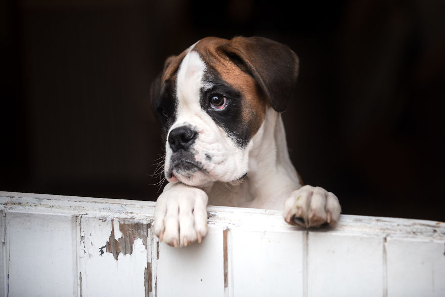 10 Cute Boxer Pup Watching The Rain Shots