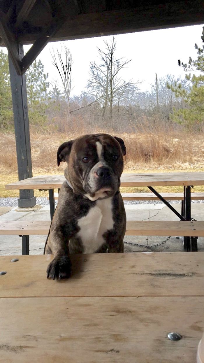Just Sitting At The Picnic Table Trying To Blend In - Franco