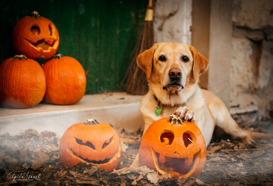 I Photograph My Dogs And Their Friends In Halloween Mood!