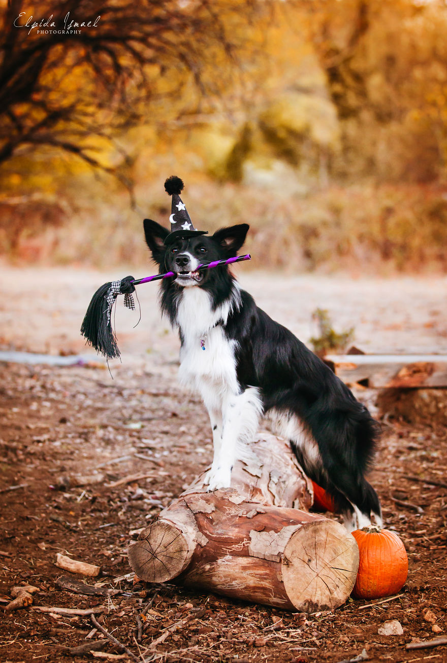 I Photograph My Dogs And Their Friends In Halloween Mood!