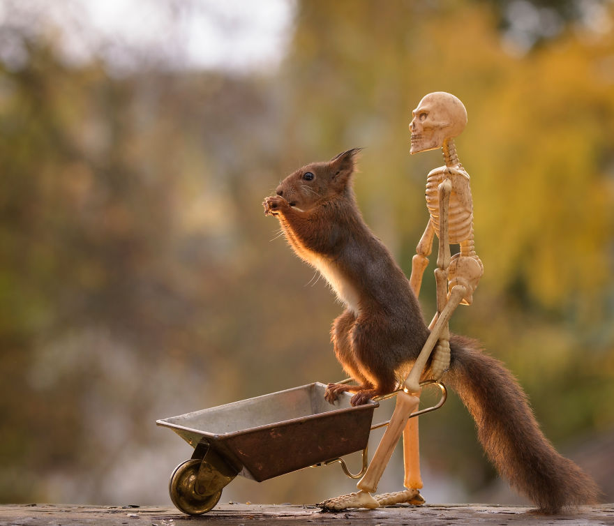 Here's How Squirrels Celebrate Halloween