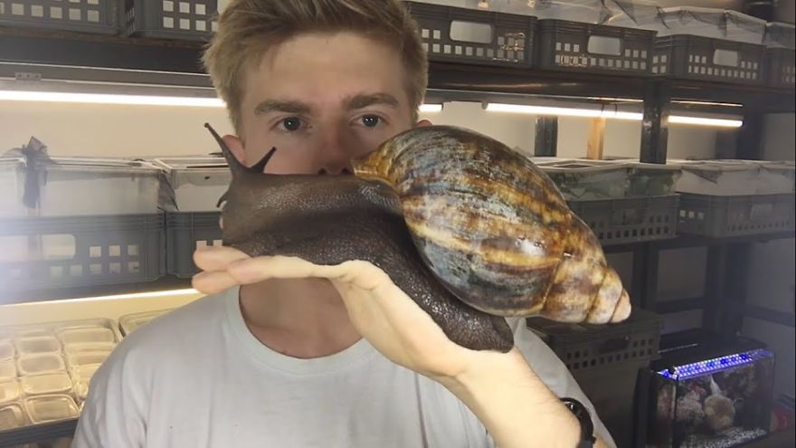 Insect Breeder Presents ‘The Biggest Snail You Will Ever See’