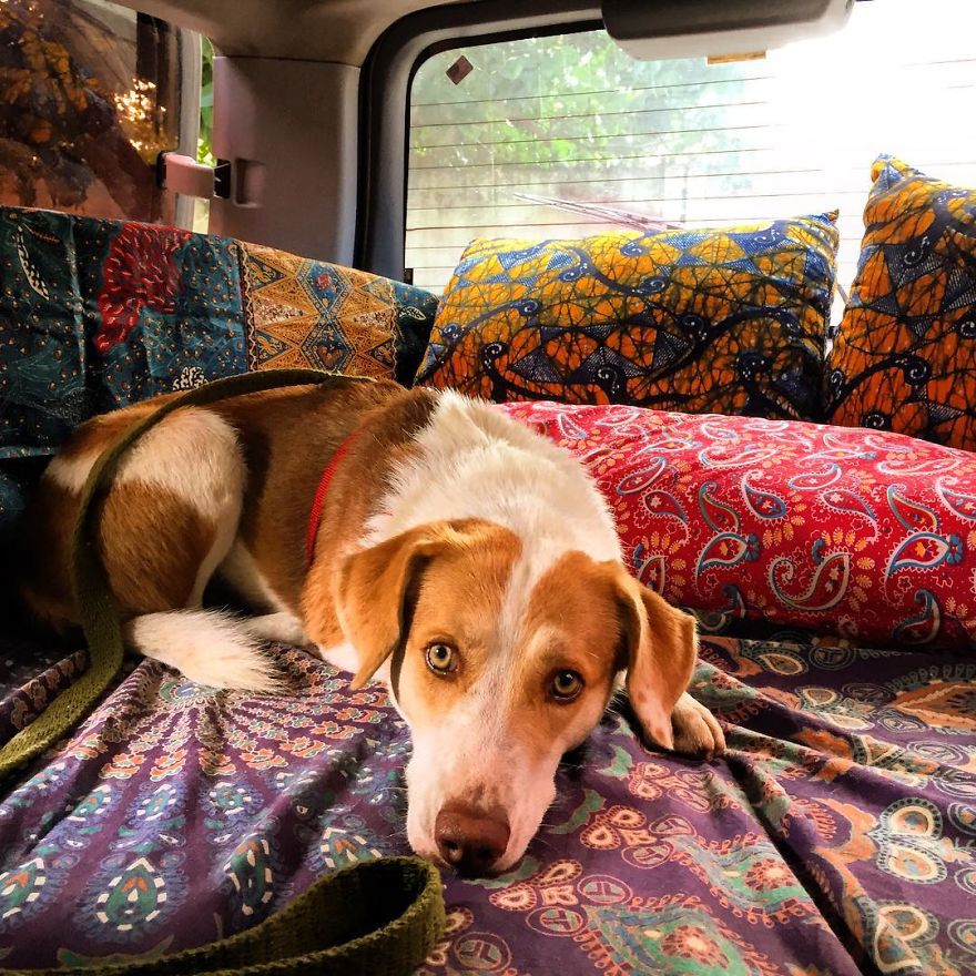 Meet Ginger, A Scared Security Dog From Zambia Who Became A World Traveler