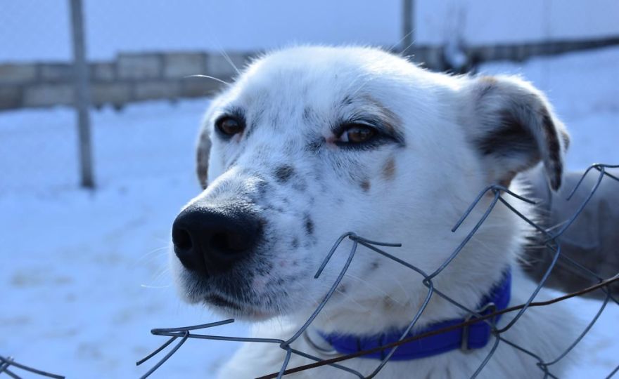 Helen's House Of Hope: A New Life For The Abandoned And Mistreated Dogs Of Bulgaria