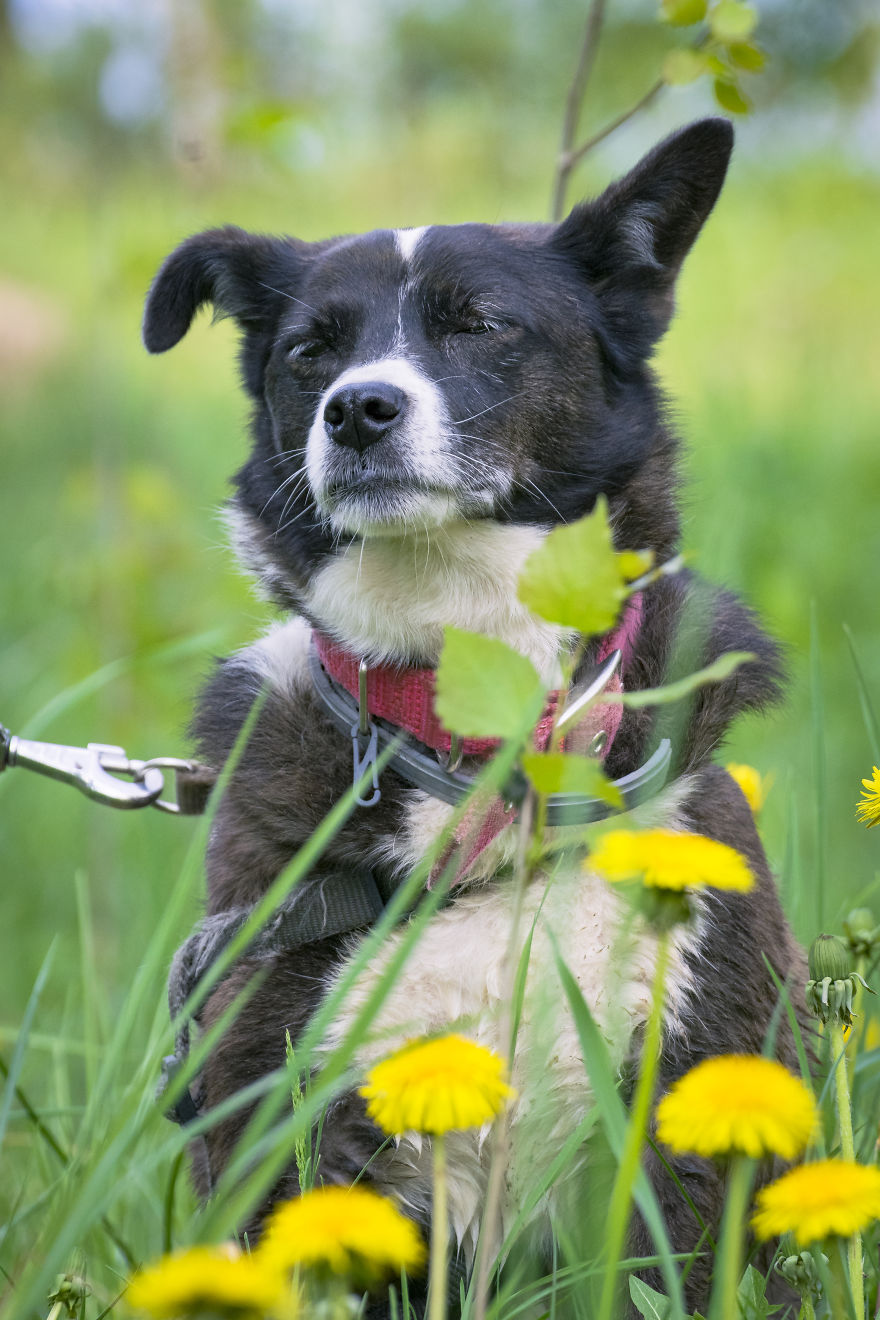 Homeless Animals Are Searching For New Owners Using Dating Application “tinder” Homeless Animals Are Searching For New Owners Using Dating Application “tinder”