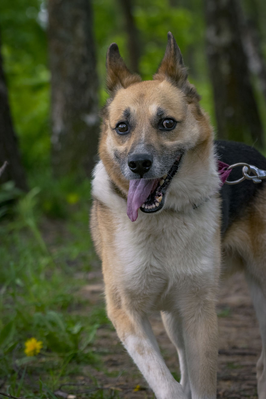 Homeless Animals Are Searching For New Owners Using Dating Application “tinder” Homeless Animals Are Searching For New Owners Using Dating Application “tinder”
