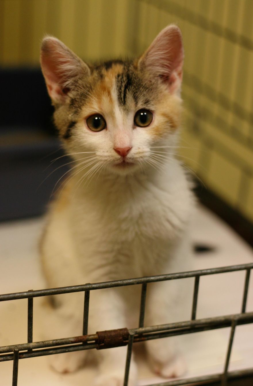 Homeless Animals Are Searching For New Owners Using Dating Application “tinder” Homeless Animals Are Searching For New Owners Using Dating Application “tinder”