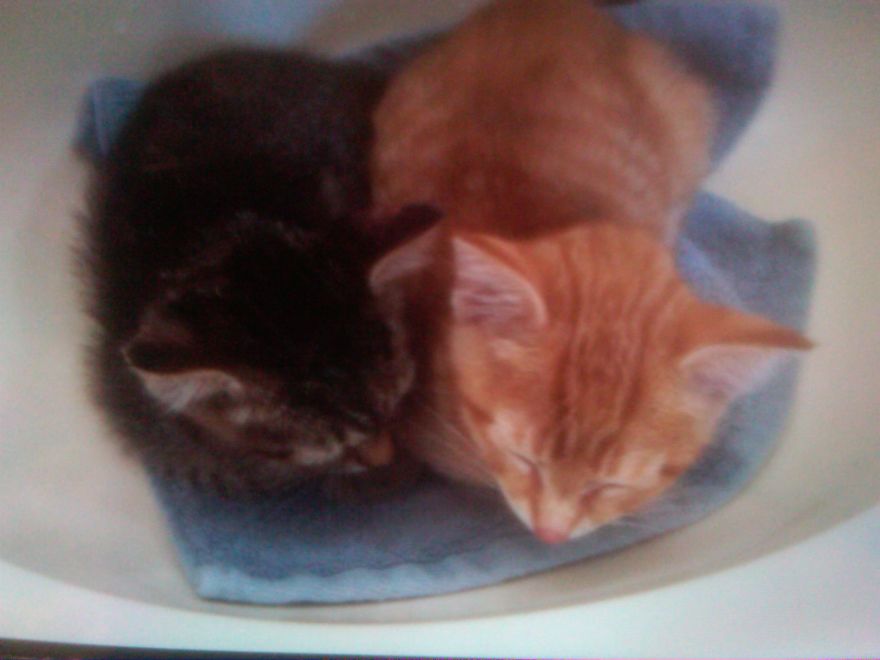 Storm And Sky Sleeping On A Washcloth When We First Got Them...4 Years Ago...