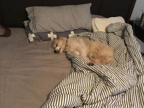 Go Tuck In Our Girls For Bed, Come Back To This. King Size Bed, Evidently Our Great Pyrenees Puppy Thinks It Is All For Him...