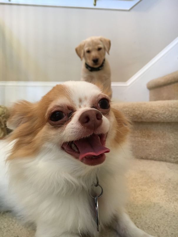 Photobombed Every Picture I Tried To Take For Foster Puppy's Adoption Profile.