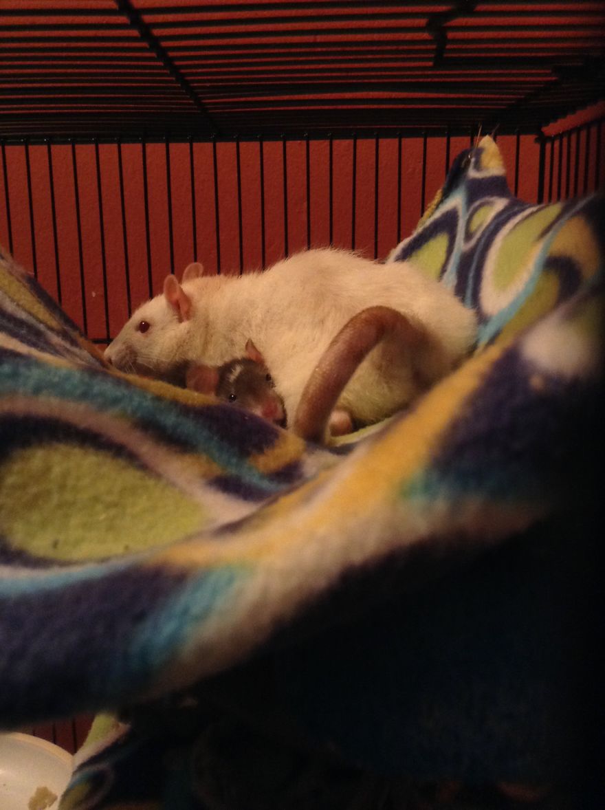 Wren (The White Rat) And Lark (The Baby). Wren Was Adopted From Mainely Rat Rescue