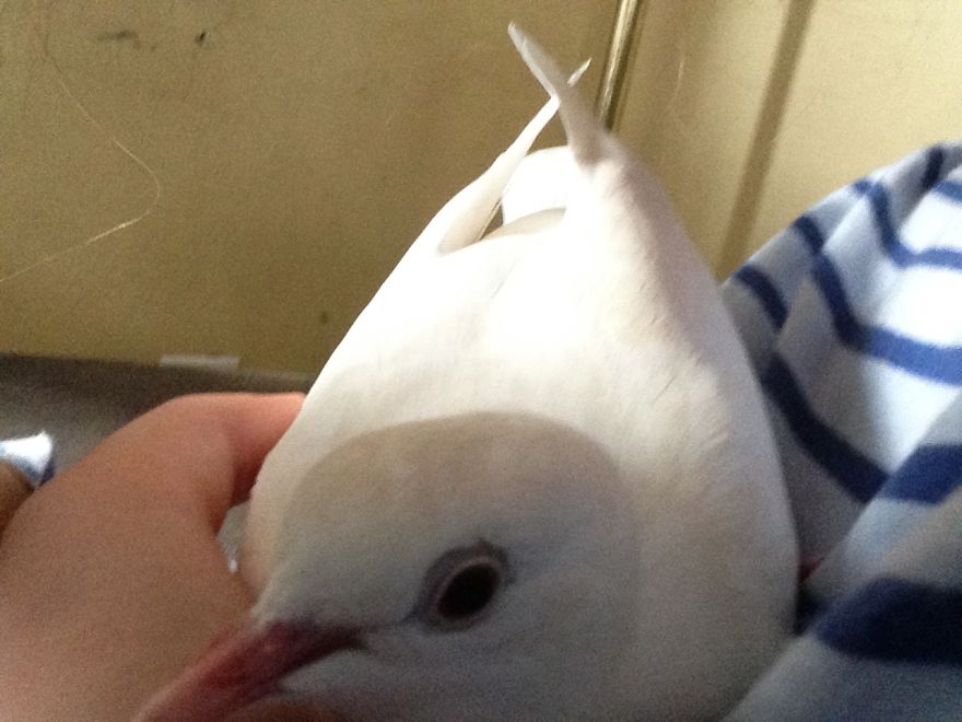 Tinker. Found Her Lost Outside. A Wedding Release Dove That Couldn't Find Her Way Home.