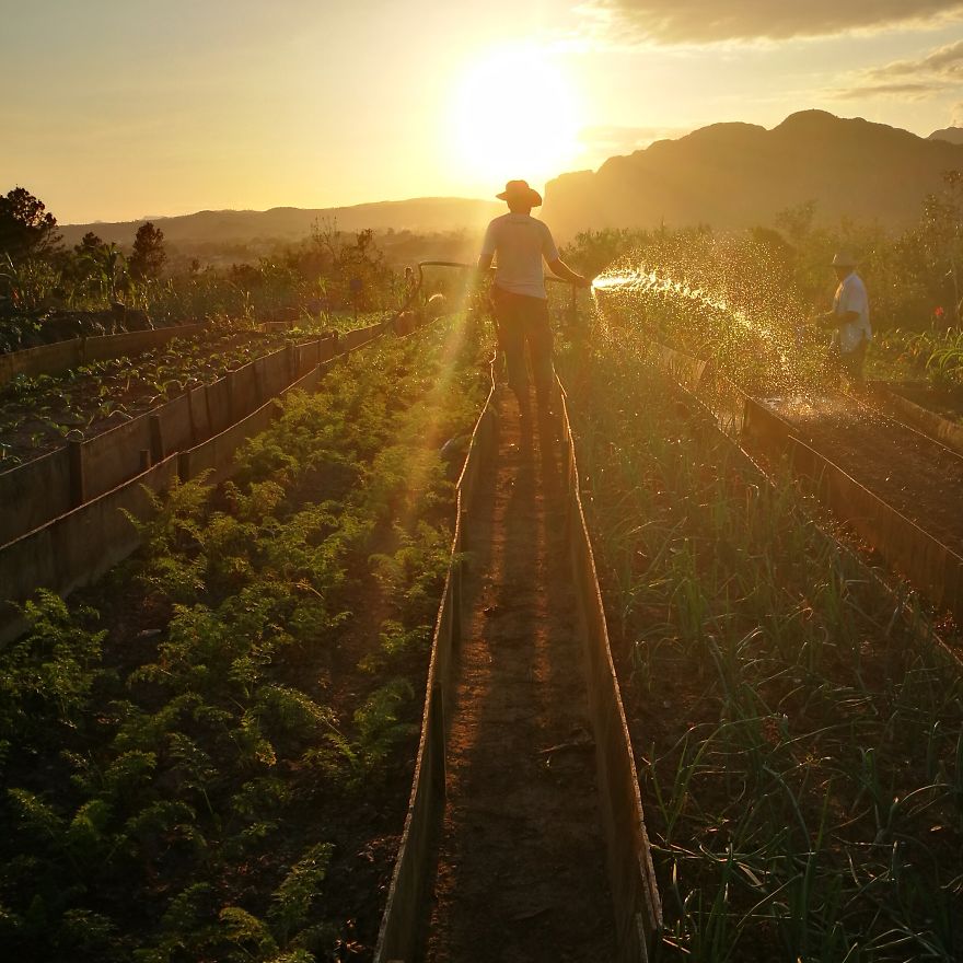 Farmer At Sunset In Viñales, Cuba