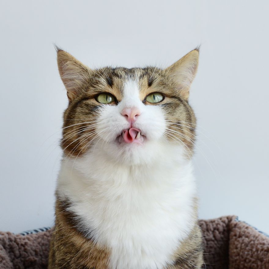 Rexie The Cat-King Of Bleps And Tongue Tricks