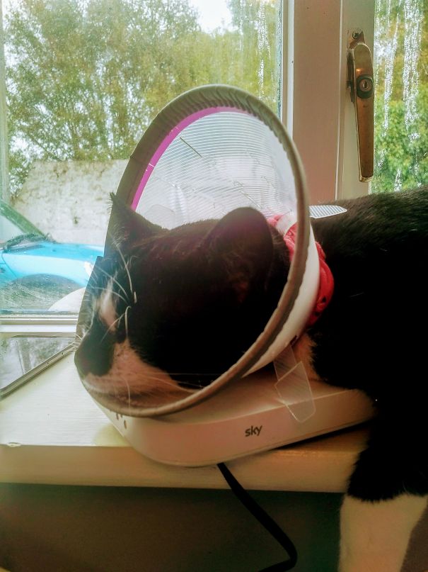 James, Annoyed About The Cone, Pulled Out The Cable To The Hub And Is Sleeping On It So I Cannot Plug It In. Well Played